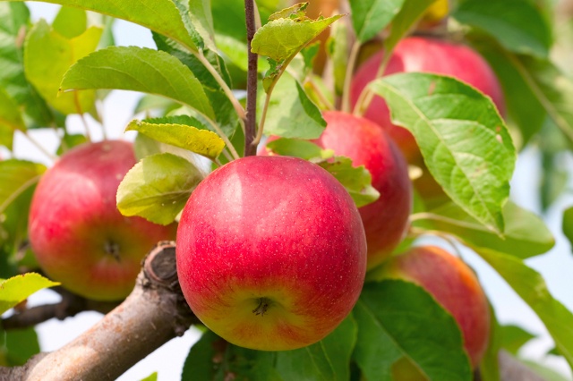 Six-in-One Combo Apple, Monrovia Plant