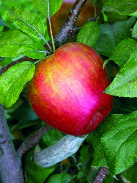 Honeycrisp™ Apple, Malus x 'MN 1711', Monrovia Plant