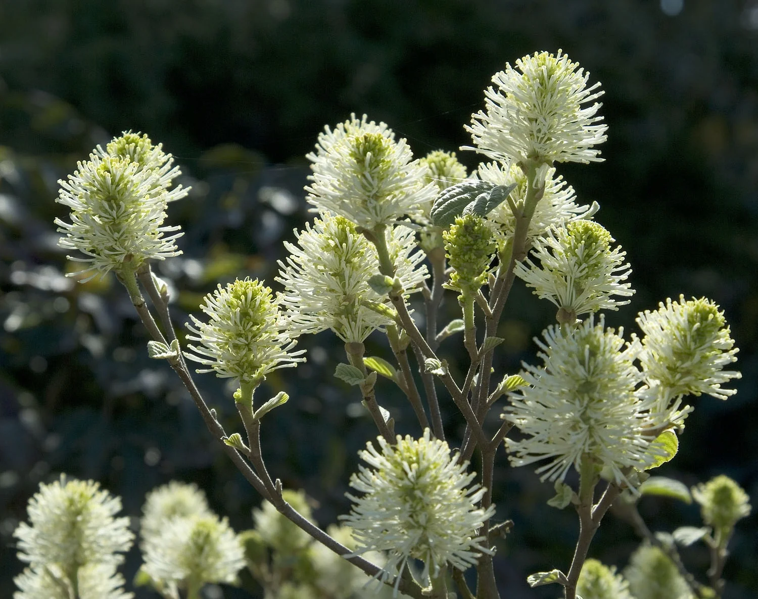 Close-up of Mount Airy Fothergilla (Fothergilla major 'Mount Airy') showing dense, upright spikes of cream and yellow bottlebrush-like flowers with green centers, displaying the plant's characteristic fragrant bloom in full flower stage.