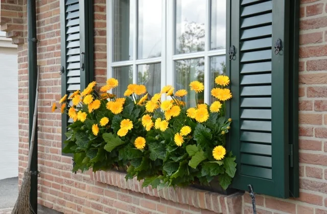 Garvinea® Sweet Smile Gerbera Daisy (Gerbera x 'Sweet Smile') displaying bright yellow flowers with dark green foliage in a brick window box against a red brick building, demonstrating mature flowering size for container gardening.