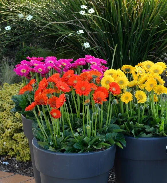 Three dark containers overflowing with Garvinea® Sweet Smile Gerbera Daisy (Gerbera x 'Sweet Smile') in vibrant magenta, orange-red, and golden yellow blooms. Bright daisy-like flowers with prominent centers sit atop green foliage, displayed in a mixed container garden setting with ornamental grasses and white flowers in the background, demonstrating mature flowering performance.