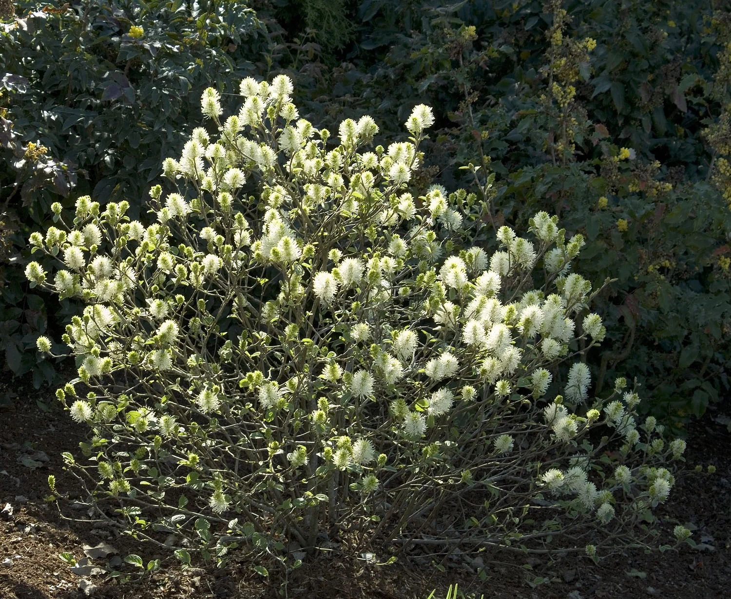 Mount Airy Fothergilla (Fothergilla major 'Mount Airy') in full bloom, displaying abundant white bottlebrush-like flower spikes clustered across the shrub, with bright green foliage visible throughout, shown in a garden setting to demonstrate mature flowering habit.