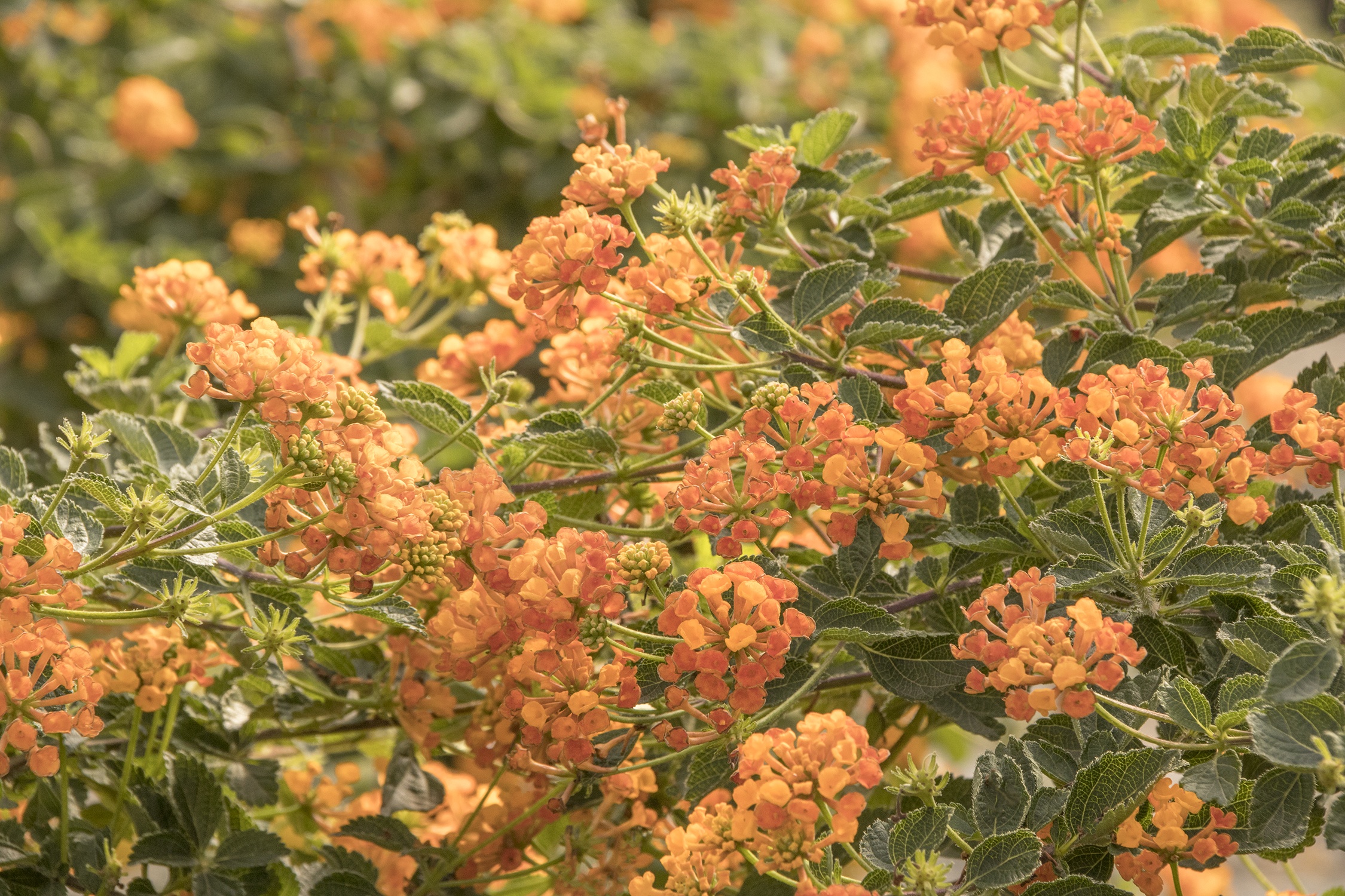 レモンのれん⭐️お花バックNo.66 Tangerine™ Spreading Lantana, Lantana x 'Mone', Monrovia Plant