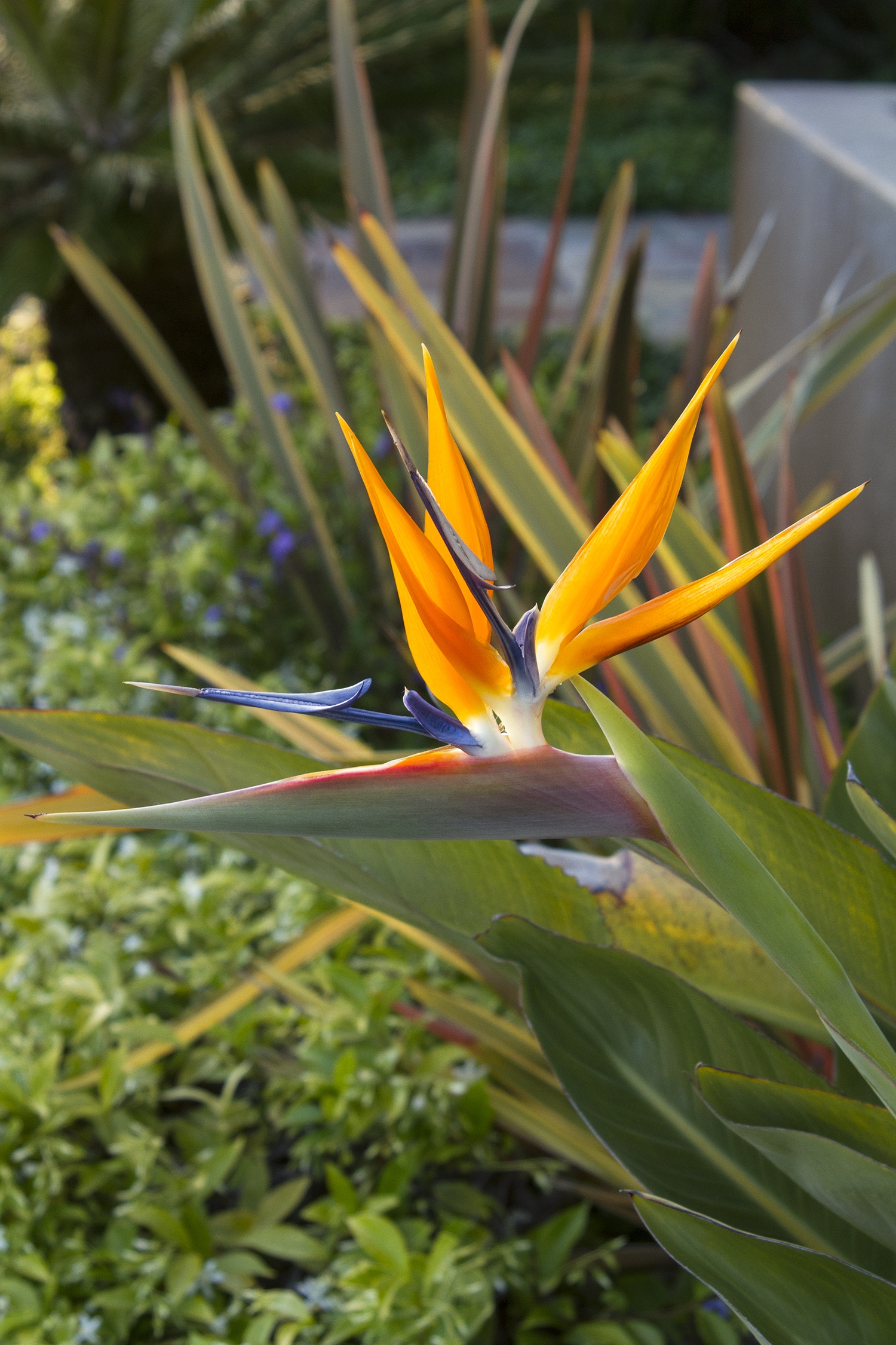 Bird of Paradise, Strelitzia reginae, Monrovia Plant