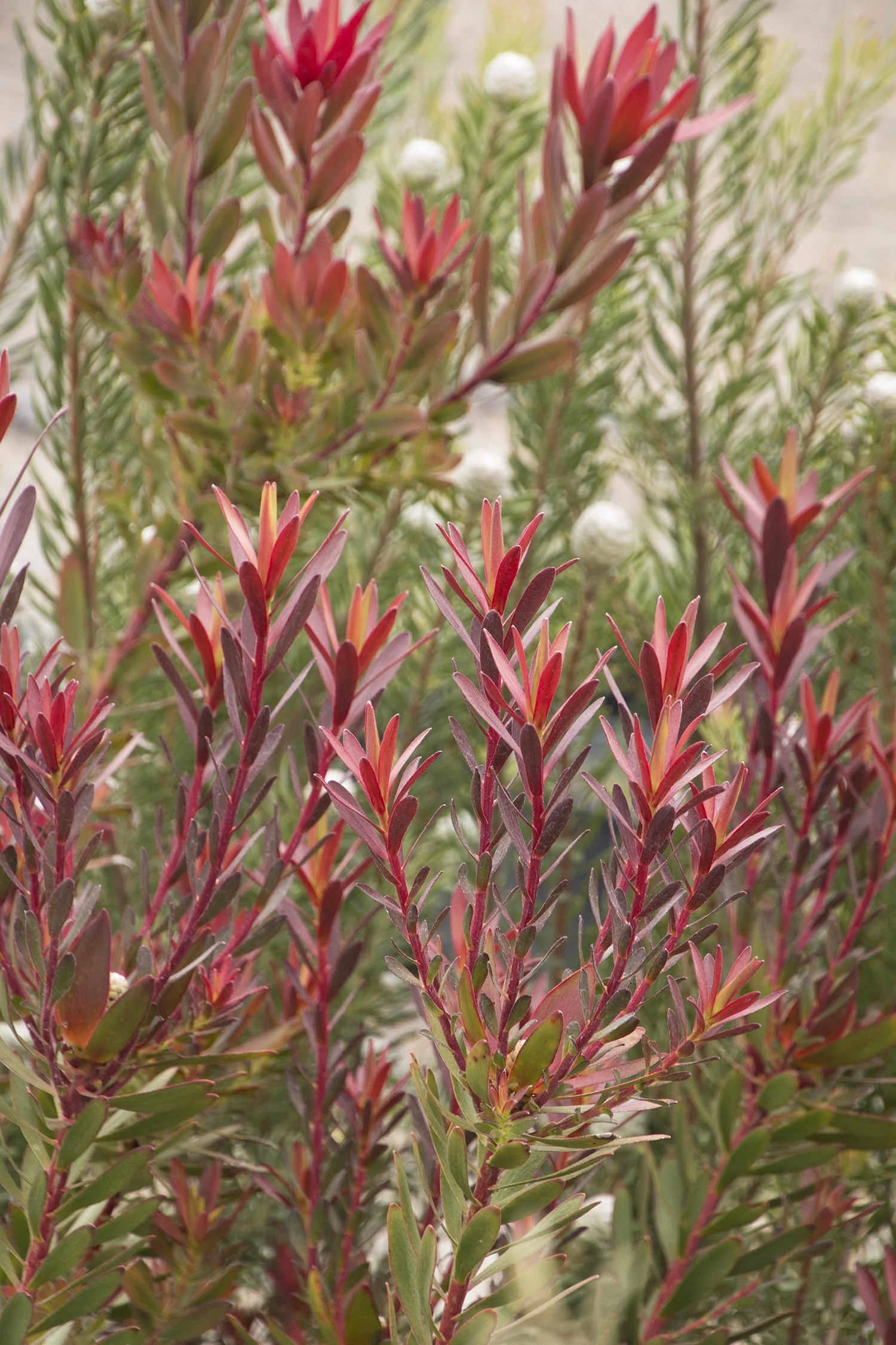 Close-up of Leucadendron 'Safari Sunset' conebush displaying deep red and golden-orange pointed bracts clustered on upright stems with narrow green foliage, demonstrating the plant's vibrant color and compact form.