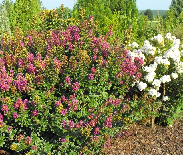 Gardeners Confidence