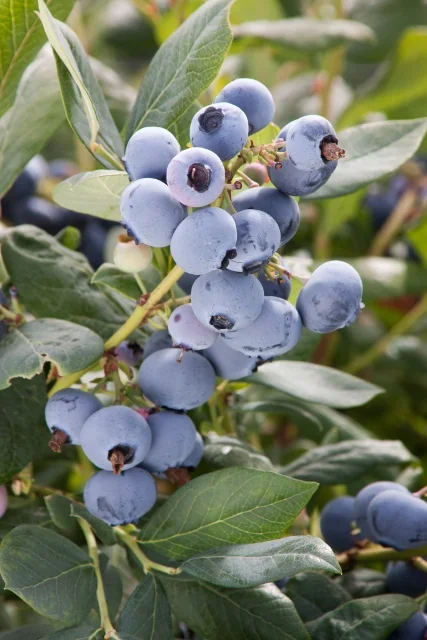 Mature blue berries clustered on a branch of Bluecrop Blueberry (Vaccinium corymbosum 'Bluecrop'), surrounded by gray-green oval leaves, displaying the plant's productive harvest stage.