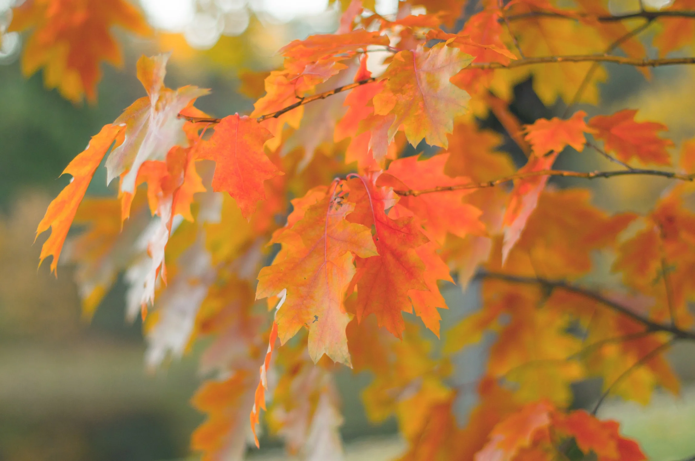 Close-up of Northern Red Oak (Quercus rubra) branches displaying vibrant fall foliage in shades of bright orange, red, and golden yellow. Deeply lobed leaves show the plant's autumn color transformation, demonstrating the seasonal ornamental appeal that makes this tree a landscape choice.