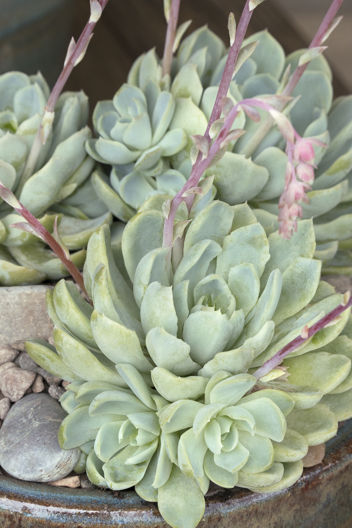 Mexican Snowball Echeveria, Echeveria elegans, Monrovia Plant