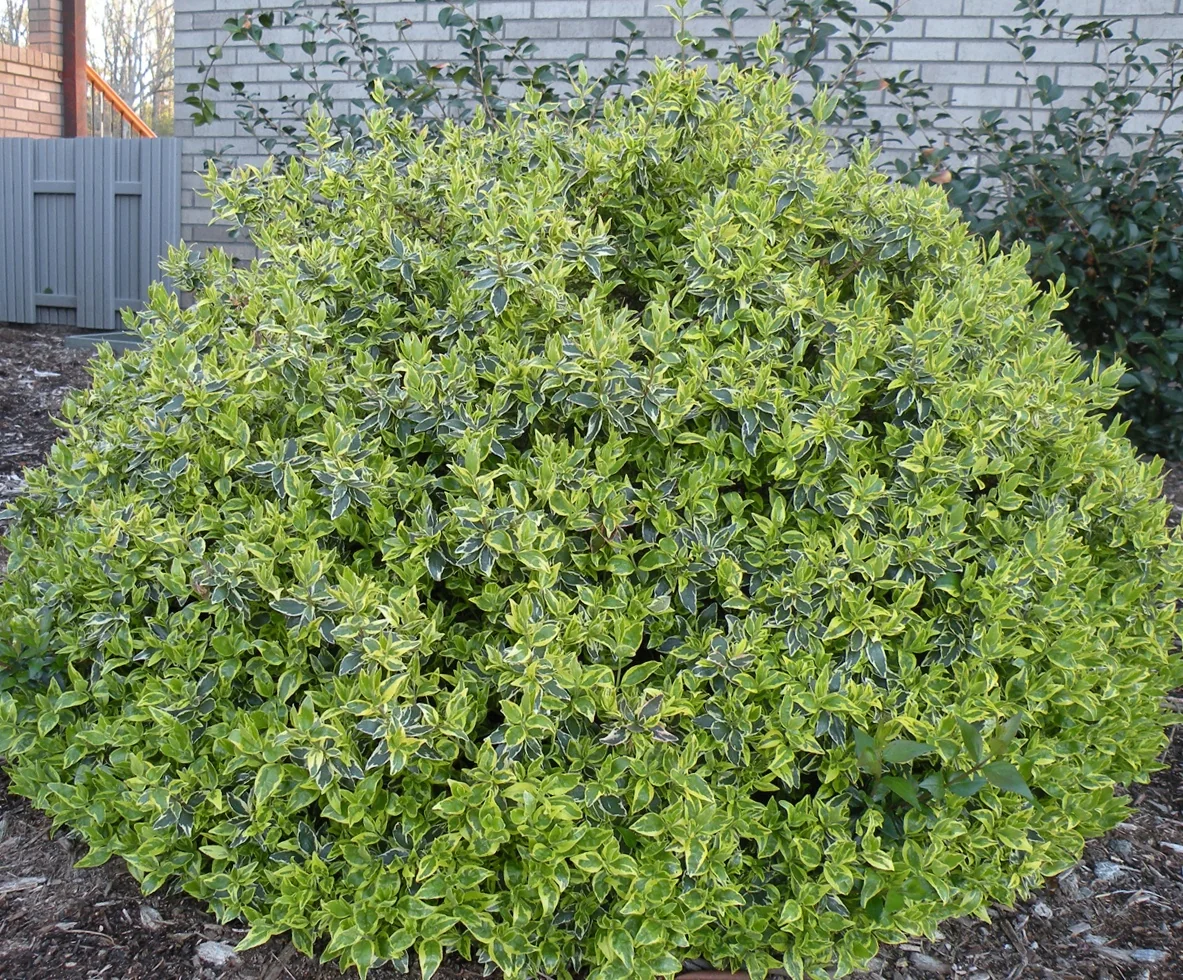 Radiance Abelia (Abelia x grandiflora 'Radiance') showing a mature, full-bodied shrub with bright chartreuse and lime-green foliage densely covering upright branches. Photographed in a residential landscape border against brick structures, demonstrating the plant's vibrant color and compact mounding form at landscape maturity.