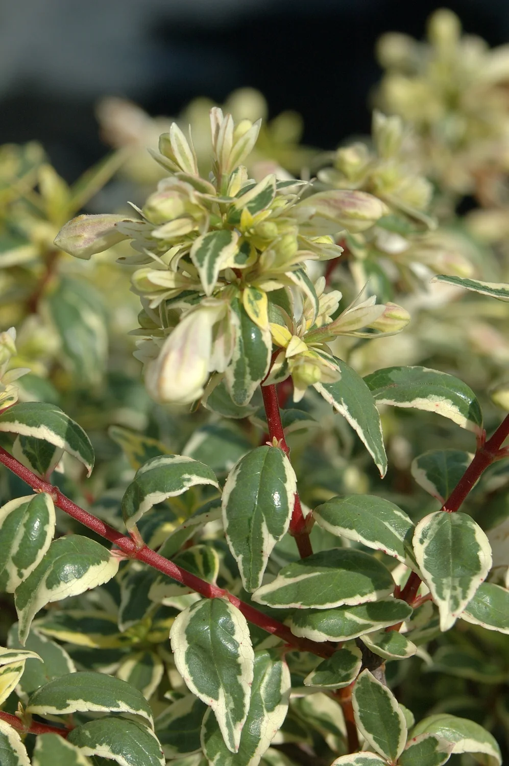 Close-up of Radiance Abelia (Abelia x grandiflora 'Radiance') showing variegated green and cream foliage with red stems and pale yellow tubular flowers in clusters, displaying the plant's ornamental leaf and bloom characteristics.