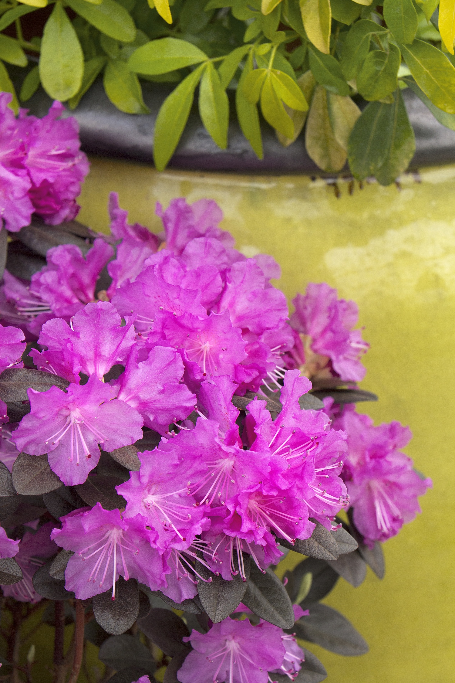 P.J.M. Elite Rhododendron, Rhododendron 'P.J.M. Elite' (H-1)