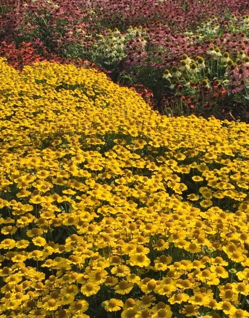 Dense mass planting of Helenium Mariachi™ Sombrero with bright yellow daisy-like flowers and dark centers, showcasing full bloom abundance in a garden border with burgundy-flowered plants visible behind.