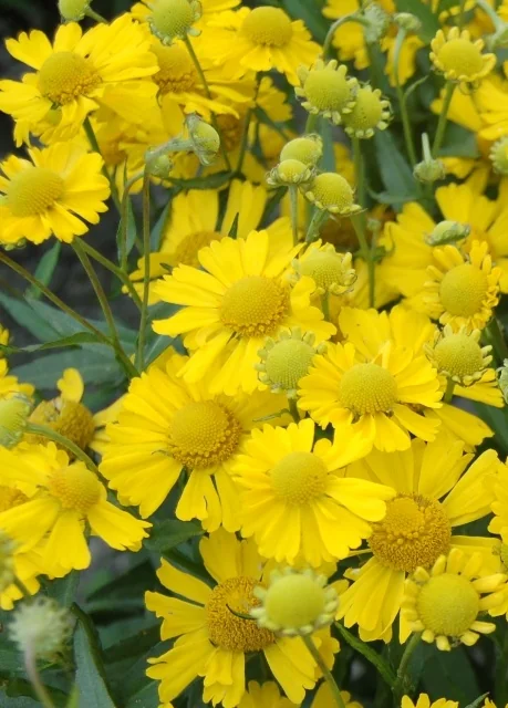 Mariachi™ Sombrero Helenium (Helenium x 'Sombrero') displaying bright yellow daisy-like flowers with prominent central disks, shown at full bloom with unopened buds on green stems, demonstrating the plant's prolific flowering habit for garden display.