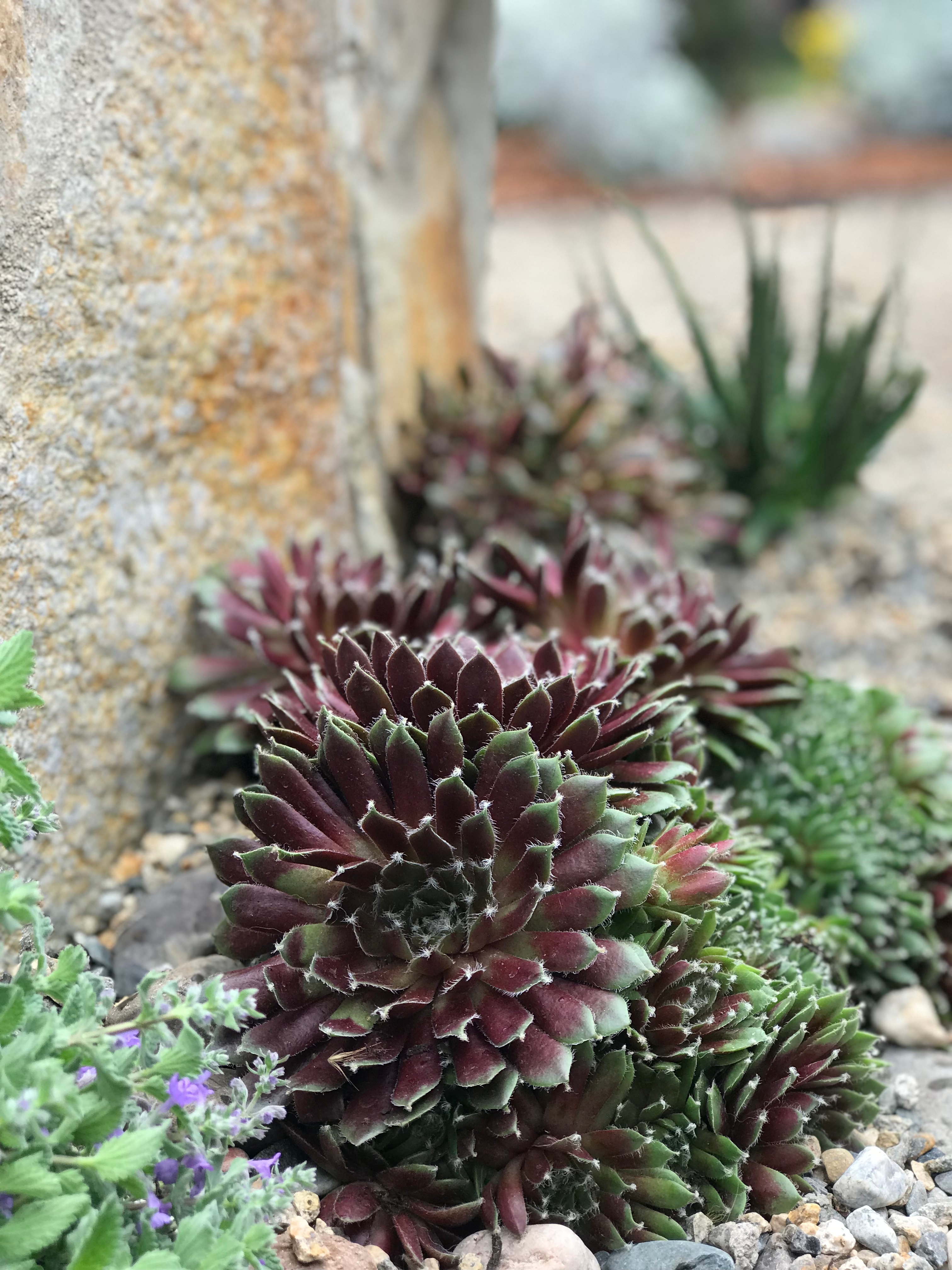 モンロークイーン エケベリア モンローQ Echeveria 'Monroe Q'｜多肉植物図鑑 PUKUBOOK