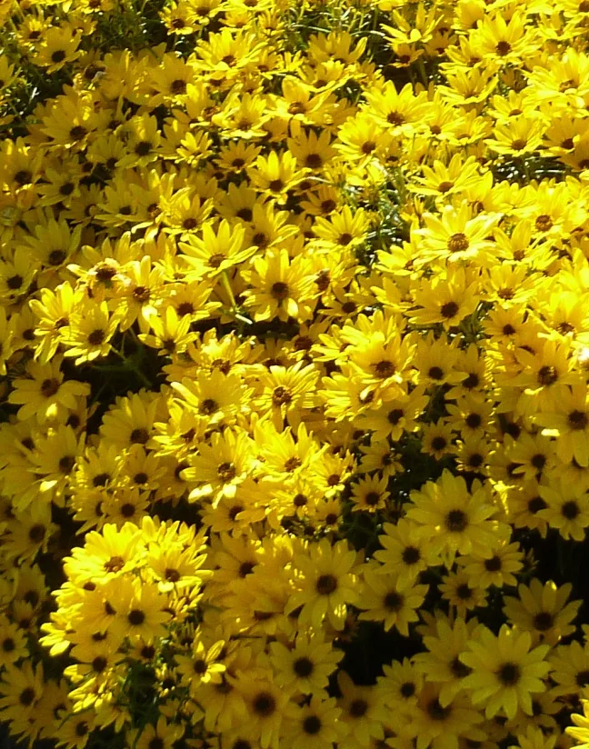 Abundant bright yellow daisy-like flowers with dark brown centers densely covering the Autumn Gold Willowleaf Sunflower plant, photographed from above to show full blooming potential and continuous flower production.