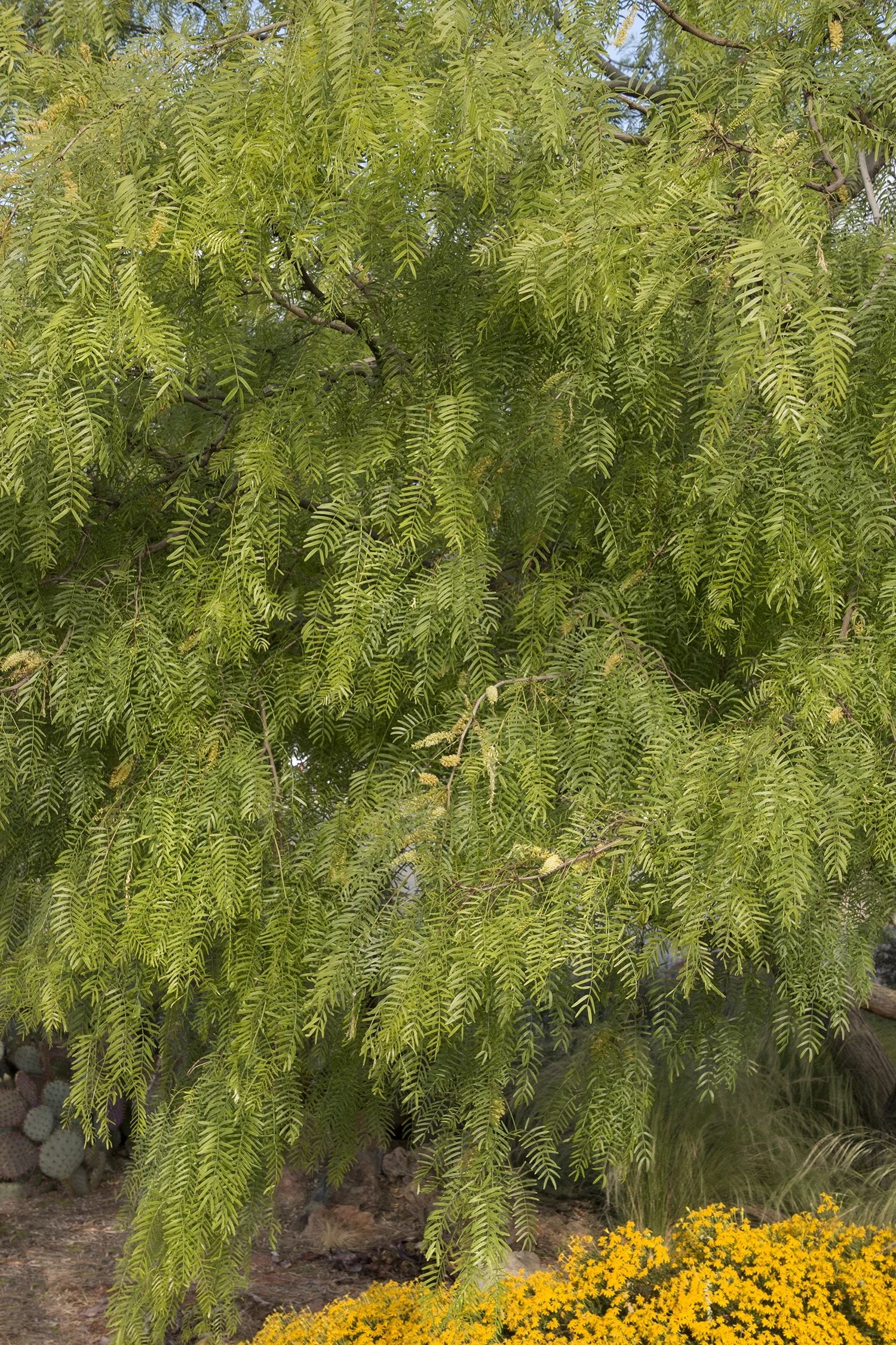 Thornless Chilean Mesquite (Prosopis chilensis) displaying fine, feathery yellow-green foliage cascading from dark branches, photographed from below showing the tree's mature canopy and weeping form in a landscape setting with yellow flowers at base.