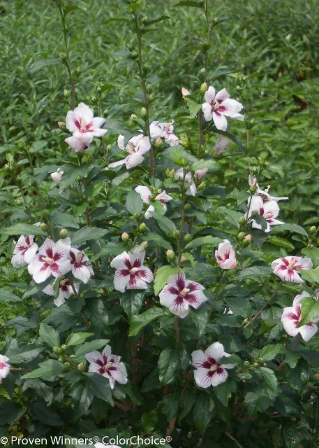 Lil' Kim® Rose of Sharon (Hibiscus syriacus 'Antong Two') displaying pale pink and white flowers with deep burgundy centers and dark stamens, growing on multiple upright stems with green foliage in a garden setting, showing the plant's full blooming habit and mature landscape size.
