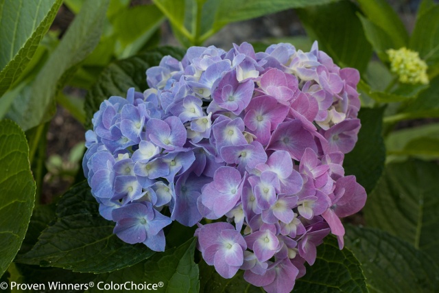 Let's Dance® Blue Jangles® Hydrangea, Monrovia Plant