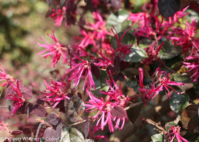 Jazz Hands Bold® Chinese Fringe Flower, Monrovia Plant