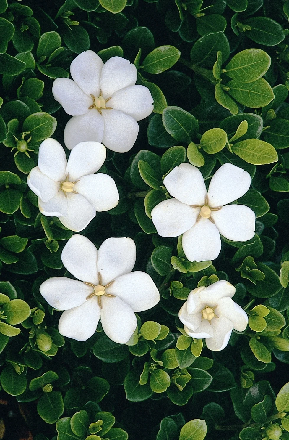 Close-up of White Gem Gardenia (Gardenia jasminoides 'White Gem') showing multiple pure white five-petaled flowers with yellow stamens nestled among glossy dark green oval leaves, displaying the plant's abundant blooming habit and compact growth pattern.