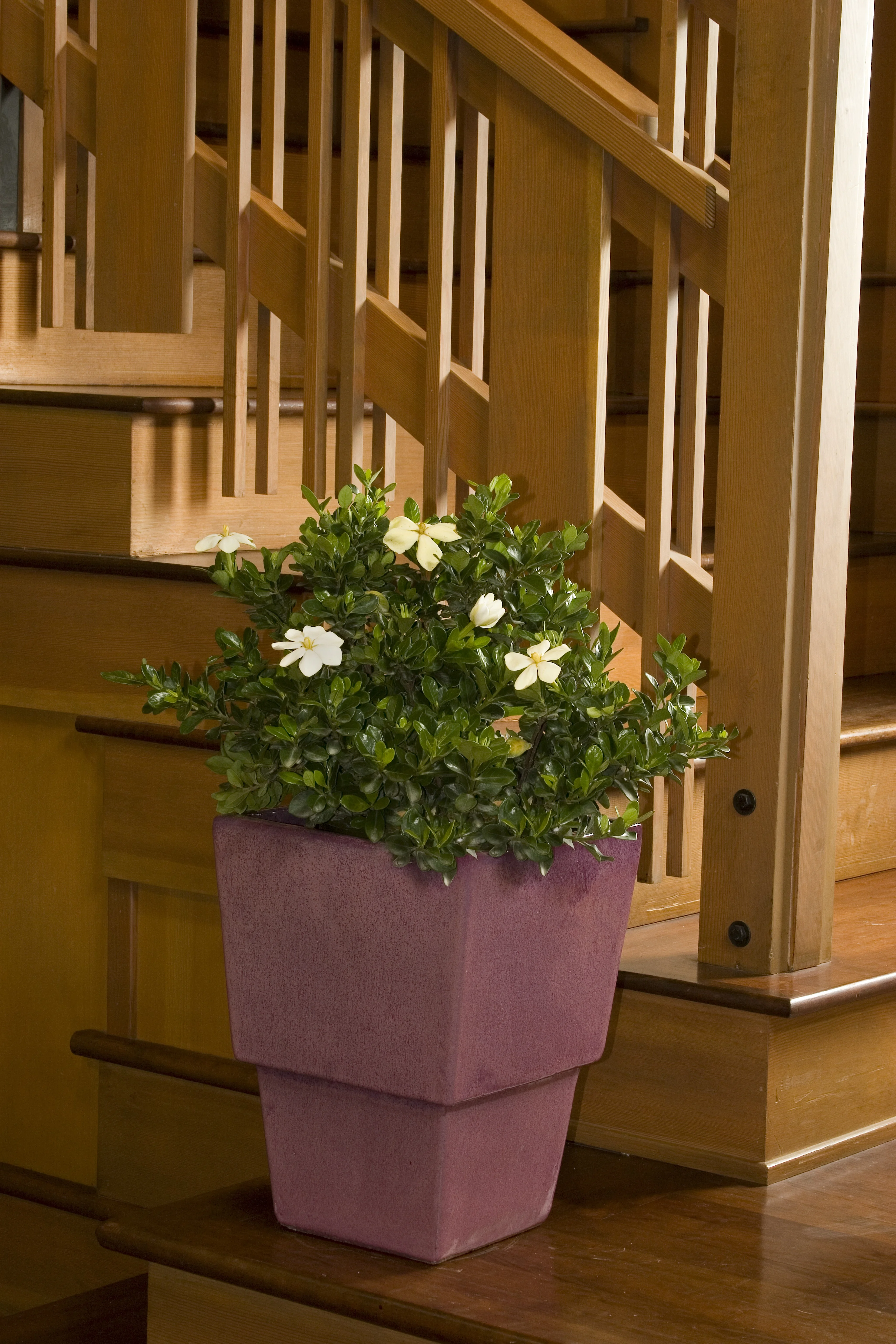 White Gem Gardenia in full bloom, displaying glossy dark green foliage and multiple white flowers with yellow centers, planted in a mauve square container on a wooden floor indoors, showing the plant's compact mature size suitable for interior display.