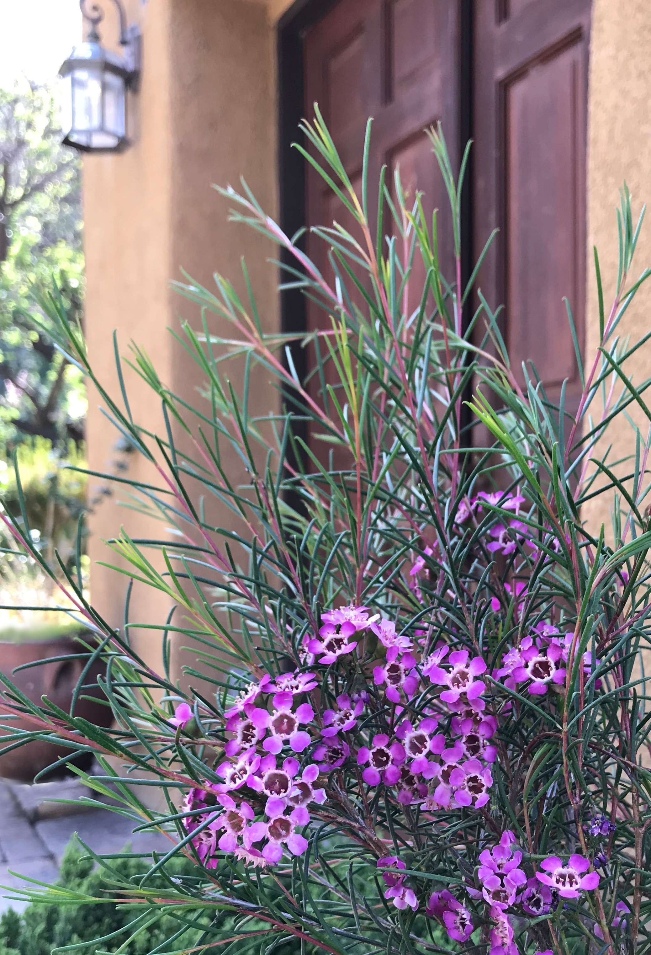 Purple Pride Geraldton Waxflower, Chamelaucium uncinatum 'Purple Pride'