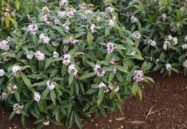 Perfume Princess® Daphne (Daphne x 'DapJur01') in full bloom, displaying dense clusters of small pink and white flowers among narrow, lance-shaped green foliage in a garden bed, showing mature flowering plant performance.