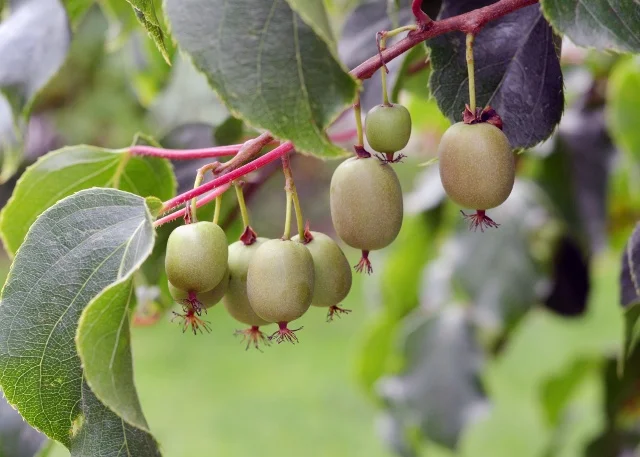 Anthony Rosenberg / iStock/Getty