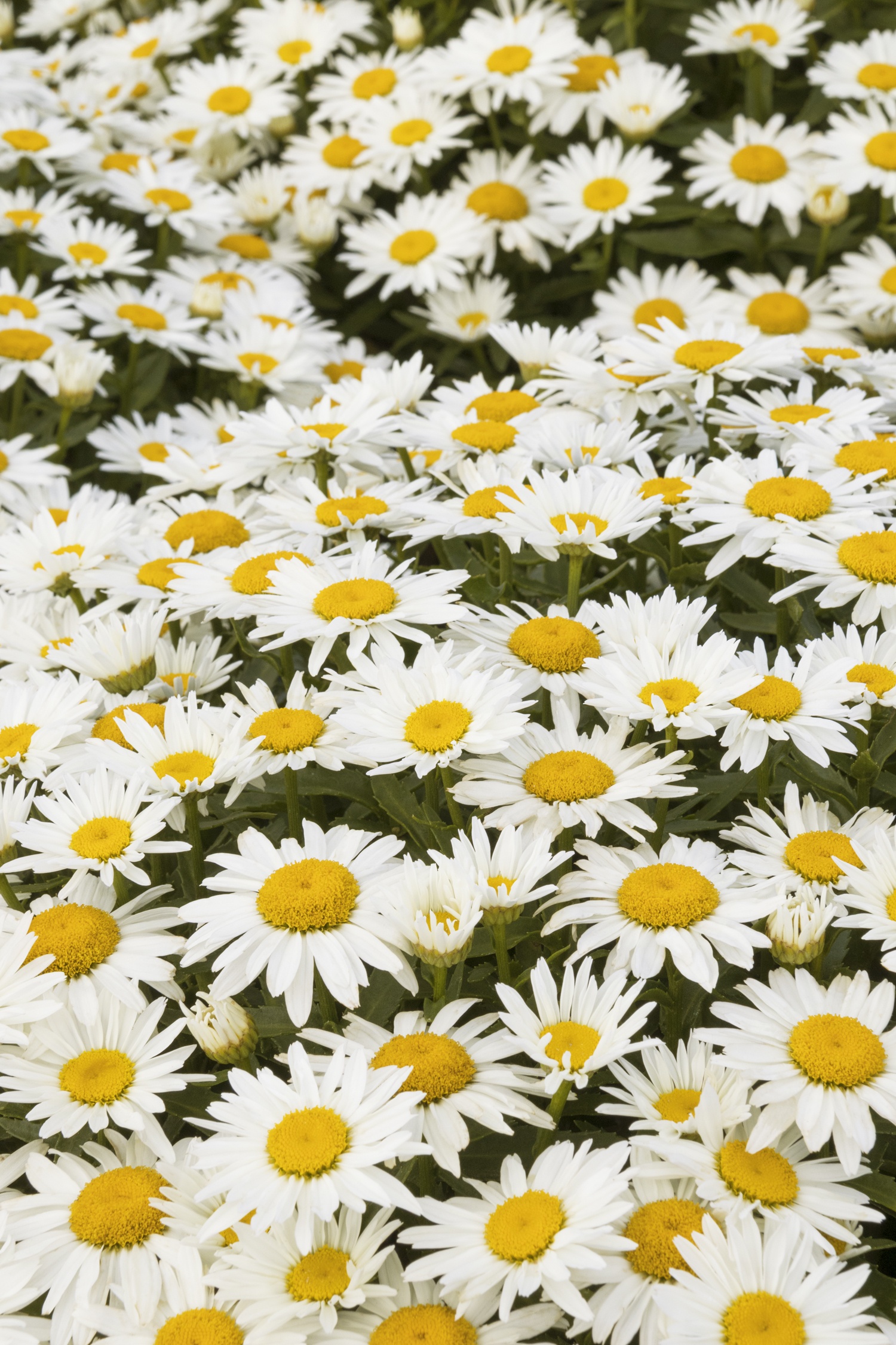 Shortstop Shasta Daisy, Leucanthemum x superbum 'Shortstop' PP #31,456