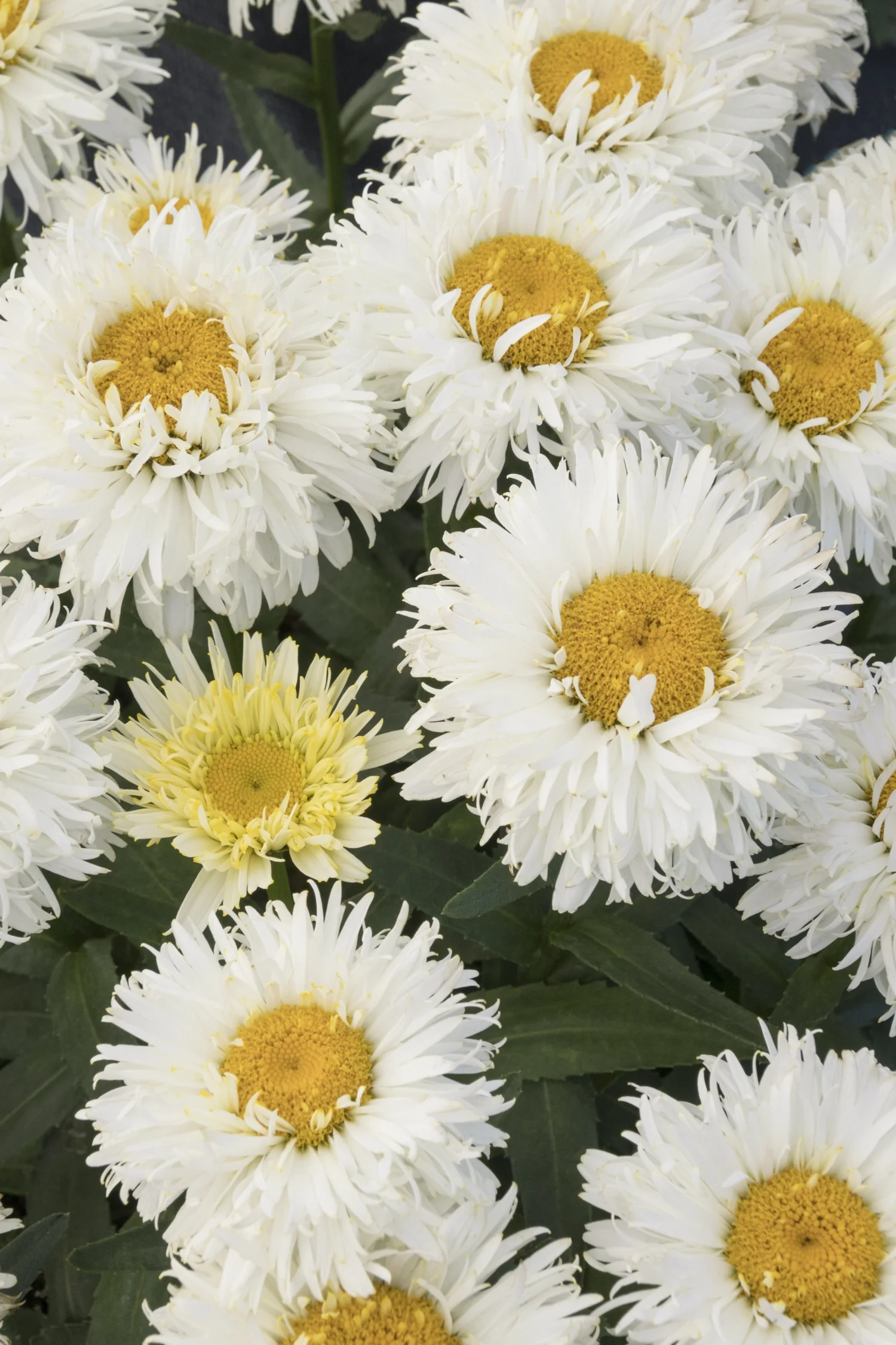 Close-up of King's Crown™ Shasta Daisy flowers showing multiple blooms with pure white, fully double petals surrounding prominent golden-yellow centers, with green foliage visible below, displaying the variety's characteristic full, ruffled form at peak bloom.