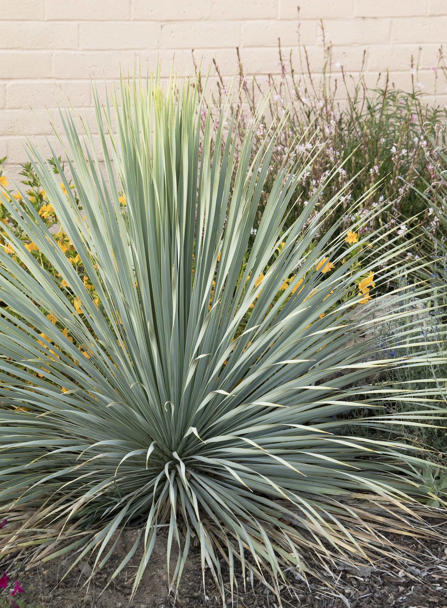 Blue Beaked Yucca, Yucca rostrata, Monrovia Plant