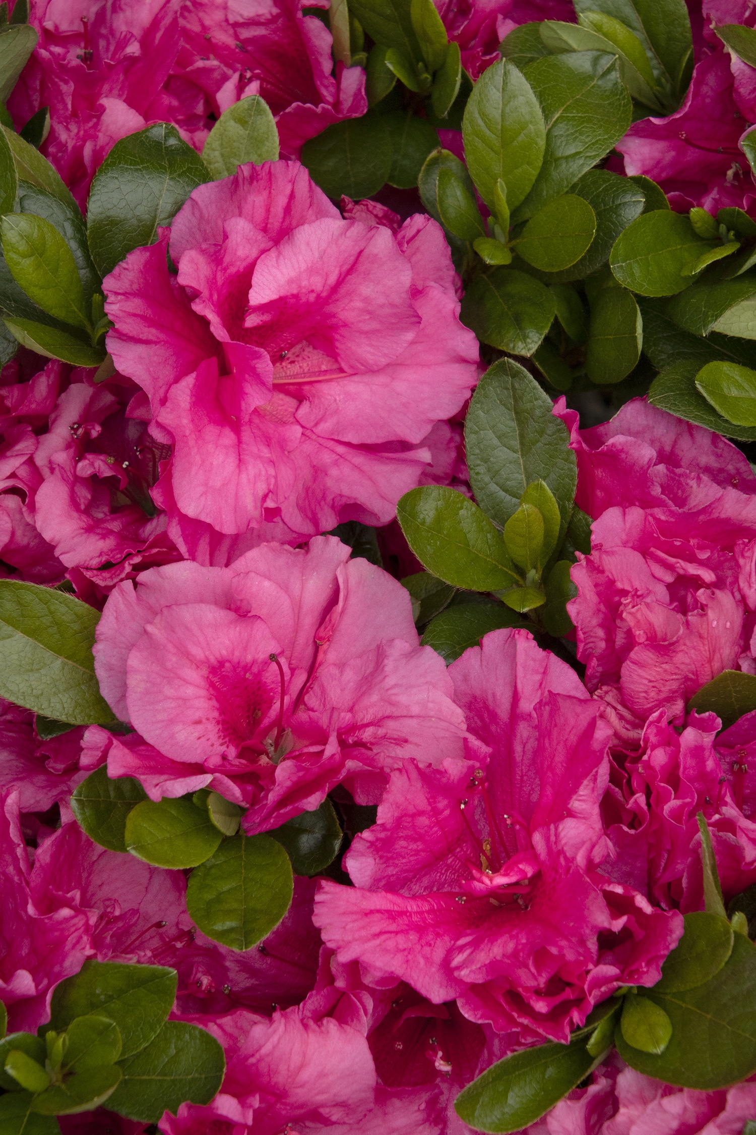 Double Shot® Watermelon Azalea, Rhododendron x 'RLH1-9P7' (H-3) PP