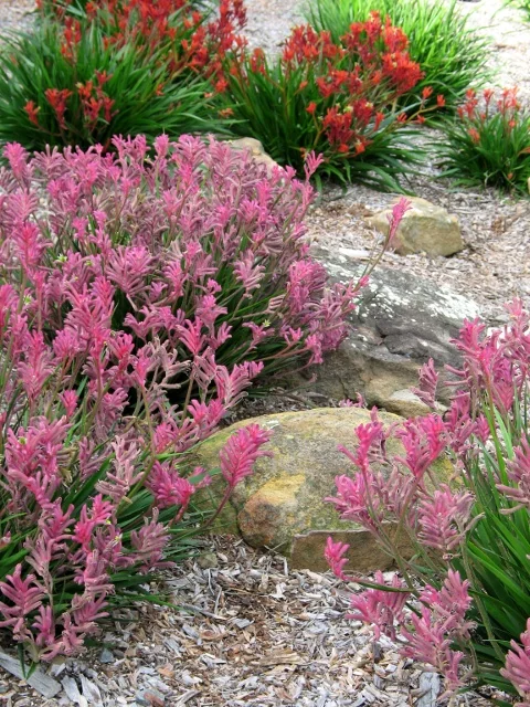 Bush Pearl Kangaroo Paw (Anigozanthos 'Bush Pearl') displaying dense clusters of pink tubular flowers with green strappy foliage, planted in a xeriscape border with red Kangaroo Paw varieties and ornamental rocks, demonstrating mature landscape performance and color combination options.