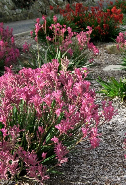 Bush Pearl Kangaroo Paw (Anigozanthos 'Bush Pearl') displaying densely clustered pink tubular flowers with prominent stamens, grown in a gravel garden bed with red-flowering varieties in the background, showing mature blooming form for landscaping display.