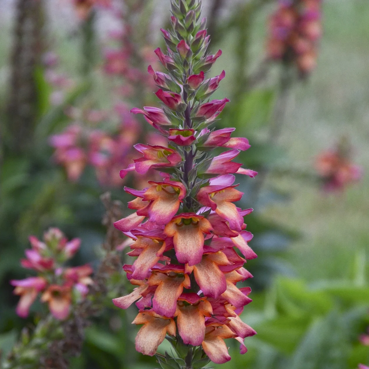 Walters Gardens Inc.