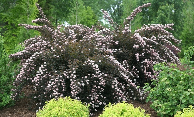 Monrovia Petite Plum Ninebark - Thumbnail 4