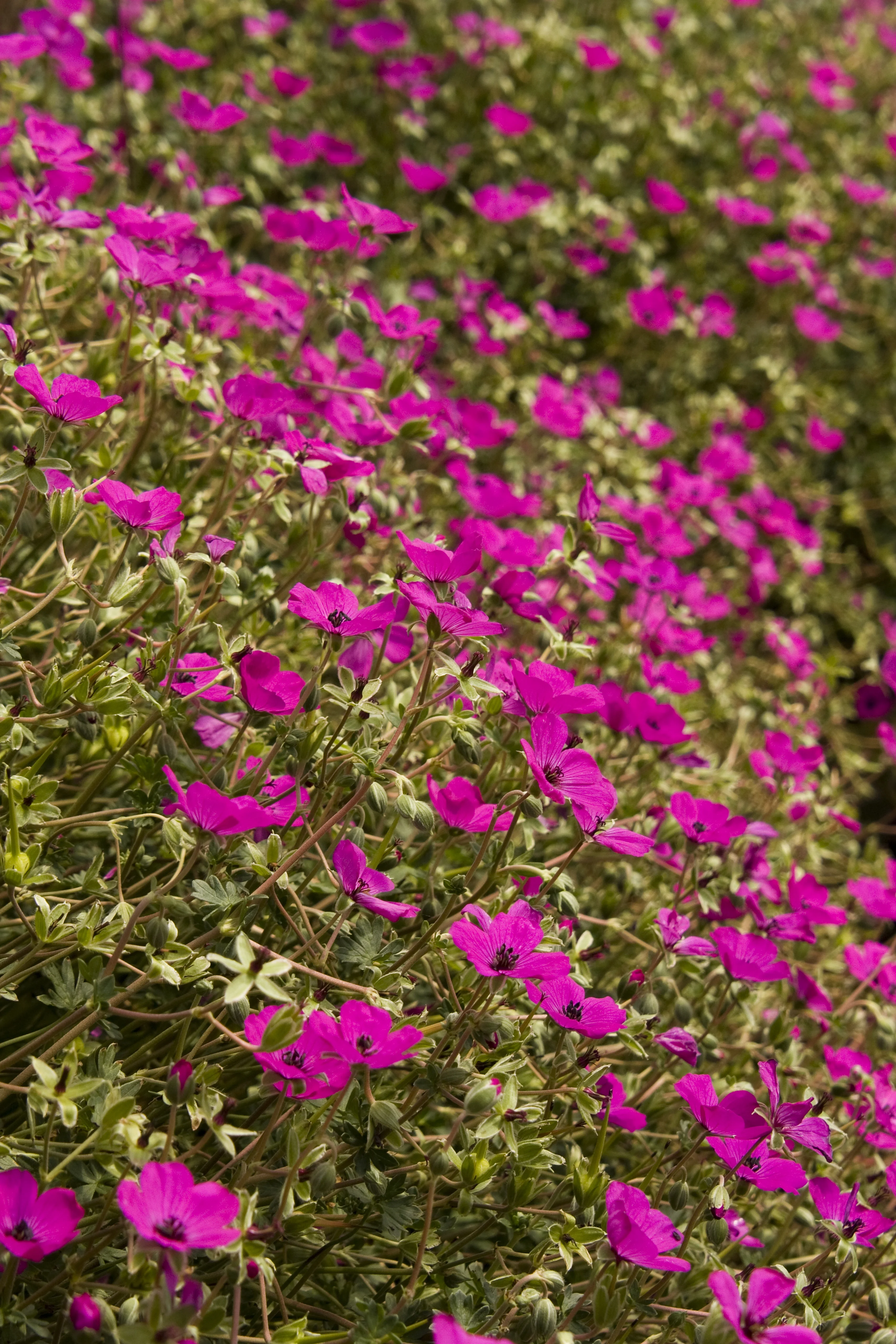 Dense mat of Black-Eyed Magenta Cranesbill (Geranium cinereum var. subcaulescens) in full bloom, displaying vibrant magenta flowers with dark centers and feathery green foliage, photographed at garden level to show the plant's abundant flowering habit and compact growth pattern.