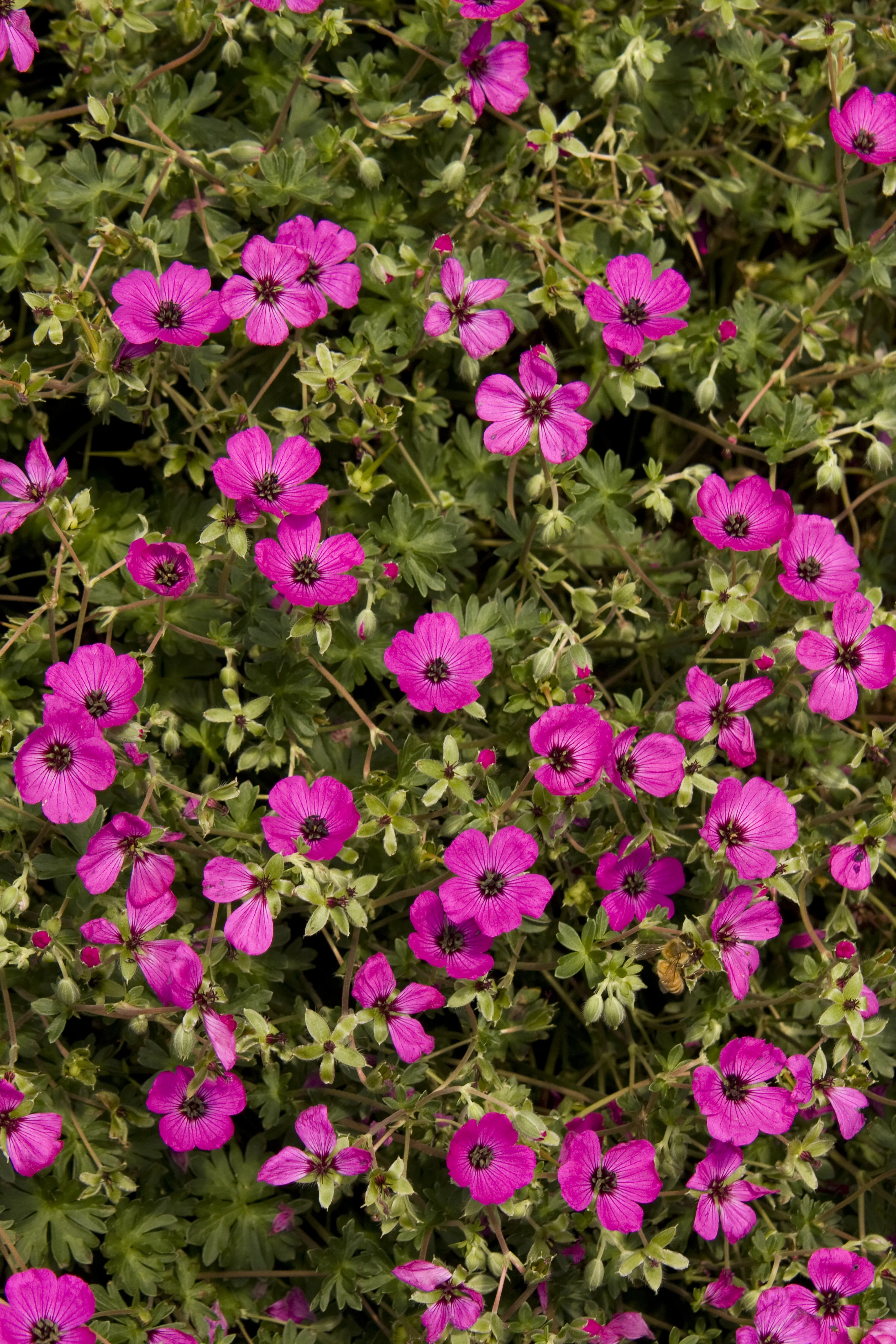 Dense mounding of Black-Eyed Magenta Cranesbill (Geranium cinereum var. subcaulescens) in full bloom, displaying vibrant magenta-pink five-petaled flowers with dark burgundy centers and stamens, surrounded by deeply lobed green foliage and unopened buds, demonstrating abundant flowering habit.