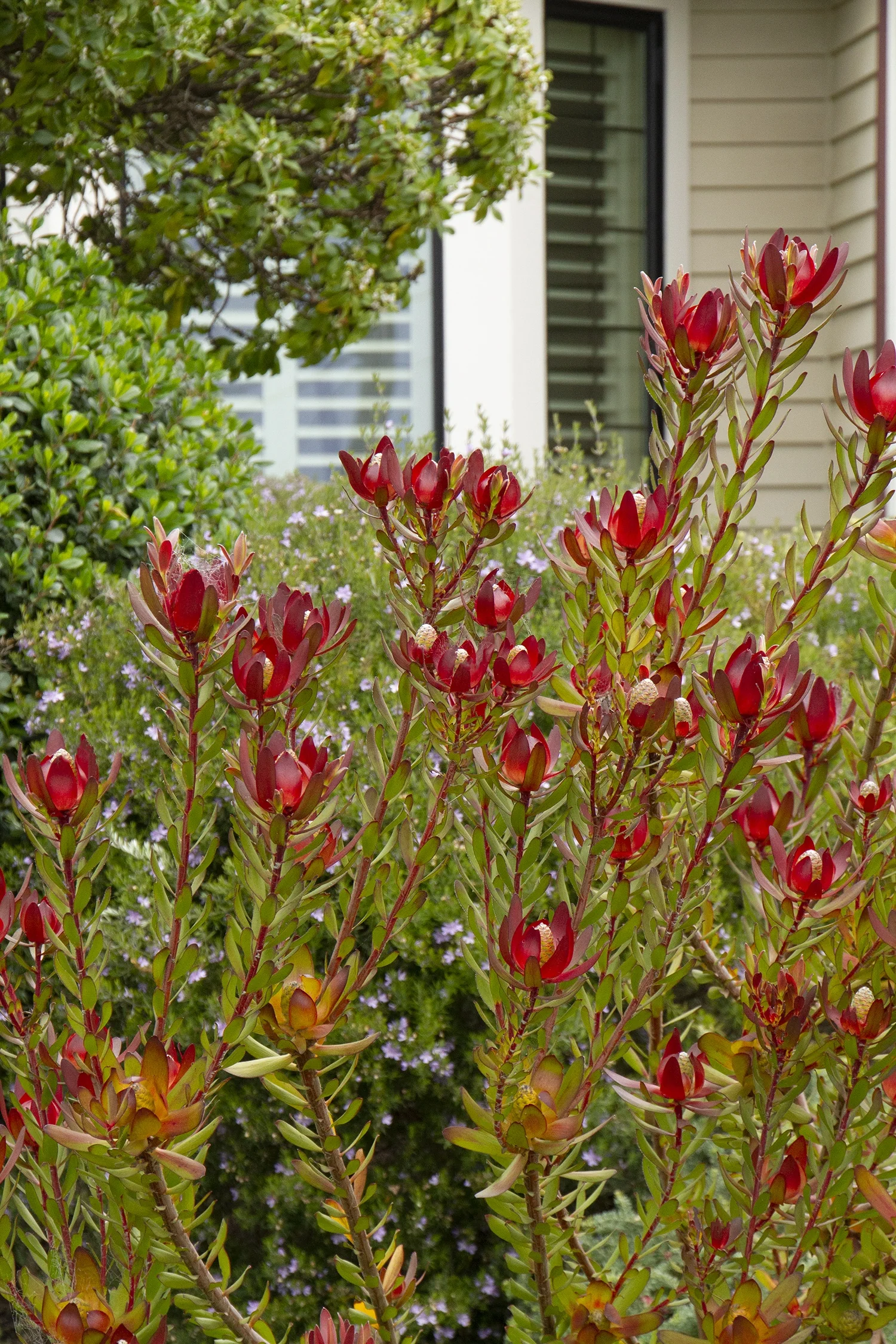 Leucadendron 'Safari Sunset' Conebush displaying deep red and golden cone-shaped flower heads on tall green stems with narrow foliage, planted in a sunny garden border with soft blue flowers and green foliage visible in background, showing mature flowering display.
