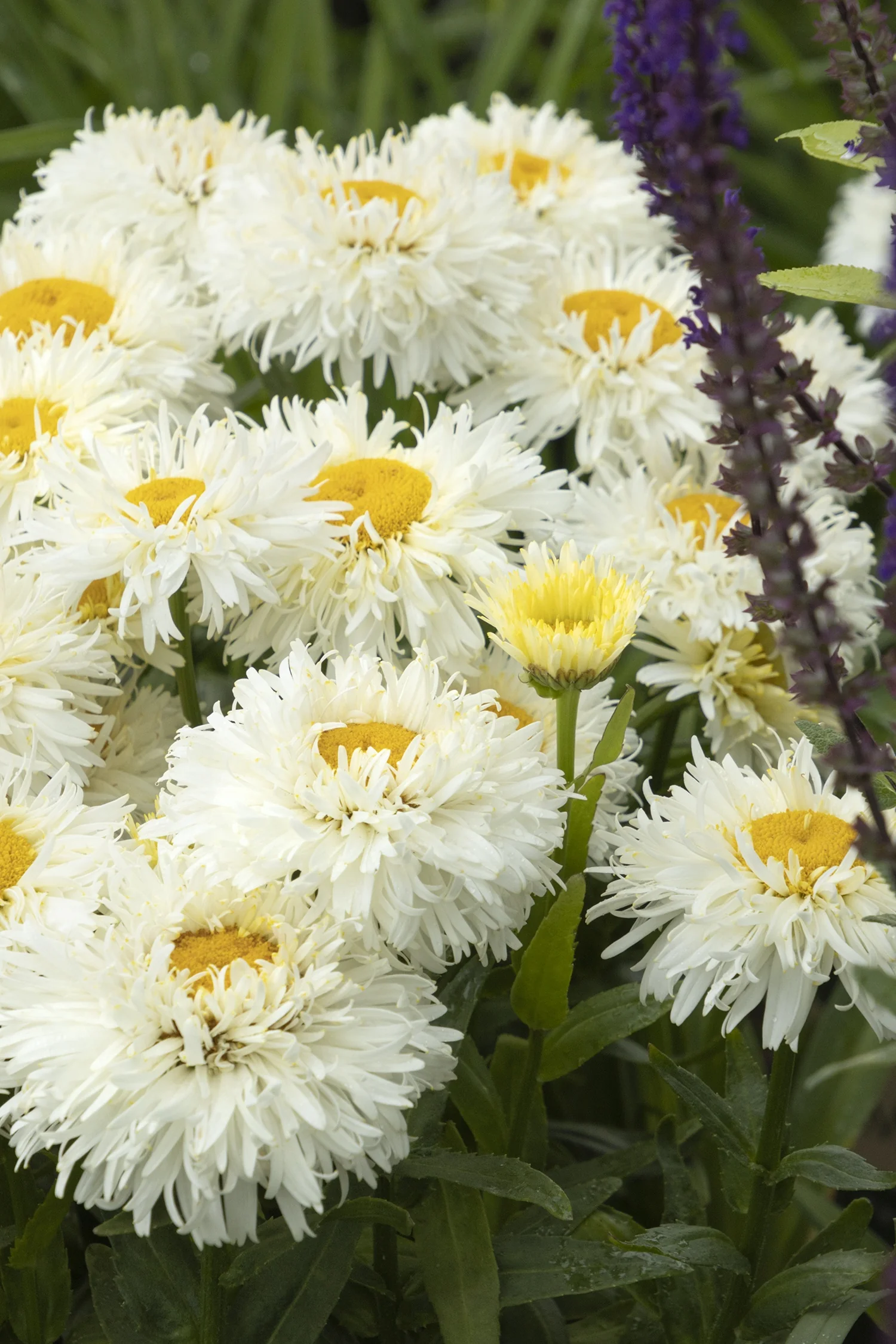 Close-up of King's Crown™ Shasta Daisy showing densely petaled white flowers with bright yellow centers, displaying the full double-bloom form with purple salvia flowering in soft focus behind, demonstrating the plant's abundant blooming habit.