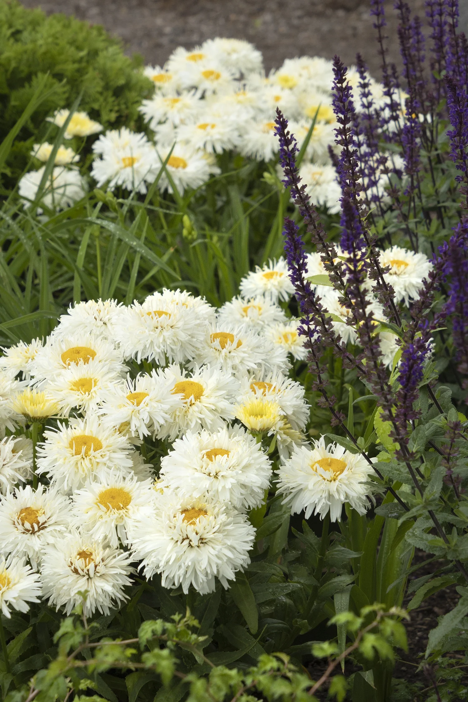 White double-petaled Shasta Daisy 'King's Crown' with full yellow centers, planted in a garden border alongside purple-spiked salvia and green foliage, demonstrating mature flowering display and companion planting.