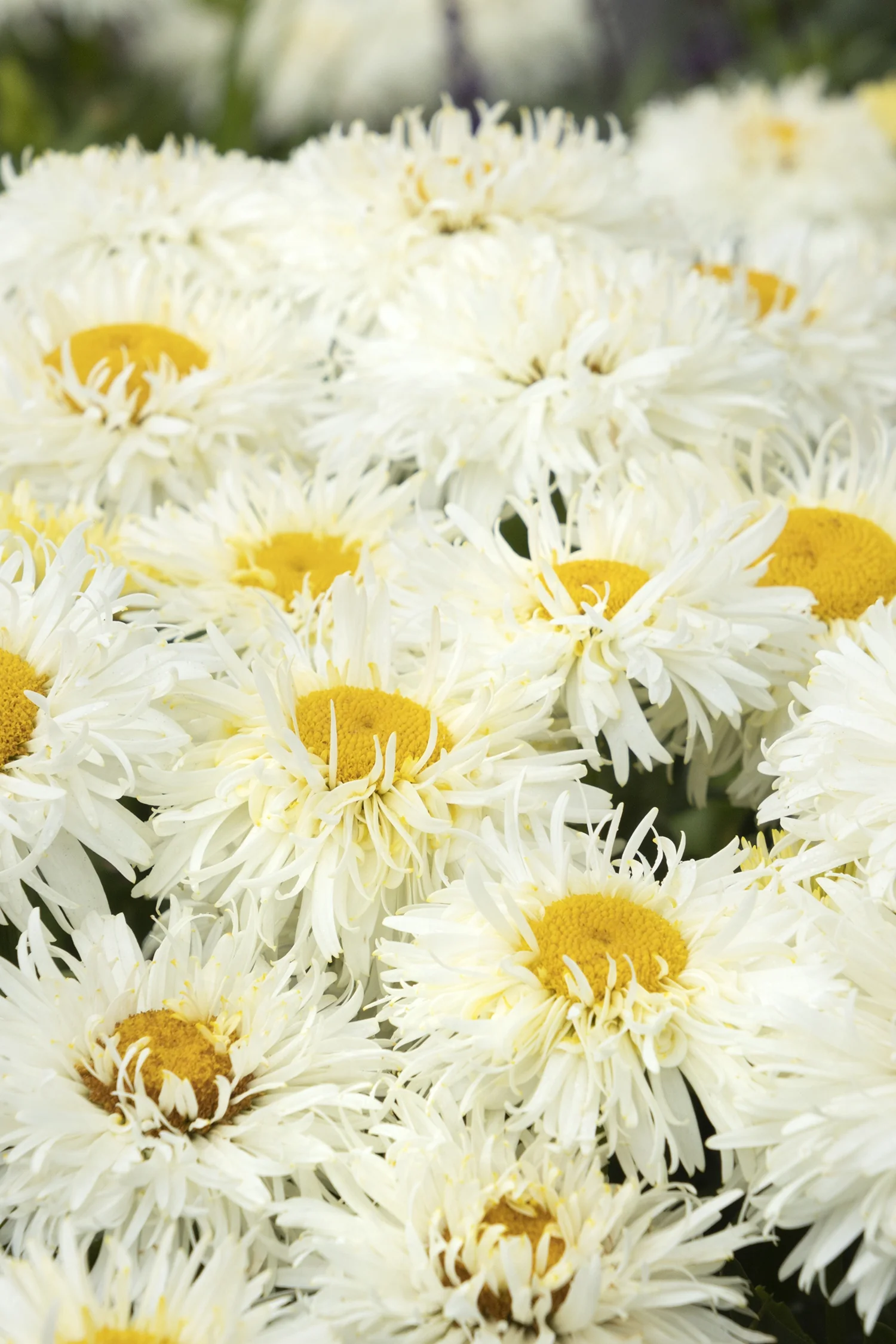 Close-up of King's Crown™ Shasta Daisy flowers showing densely packed, fully double white petals with bright yellow centers, demonstrating the full, ruffled bloom form at peak flowering.