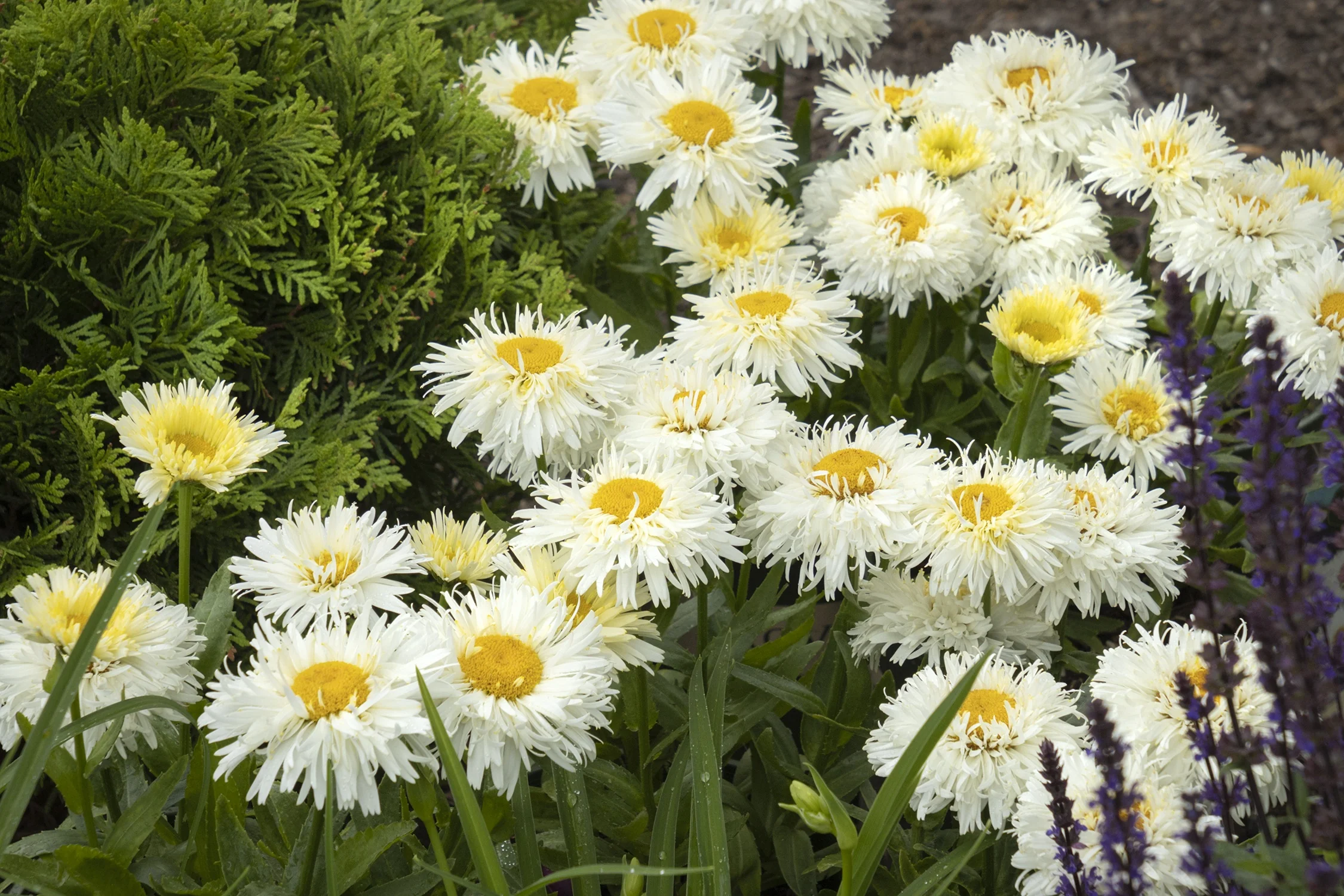 White double-petaled Shasta Daisy 'King's Crown' flowers with golden yellow centers bloom in a garden border, displaying the full double-bloom form and mature flowering habit.