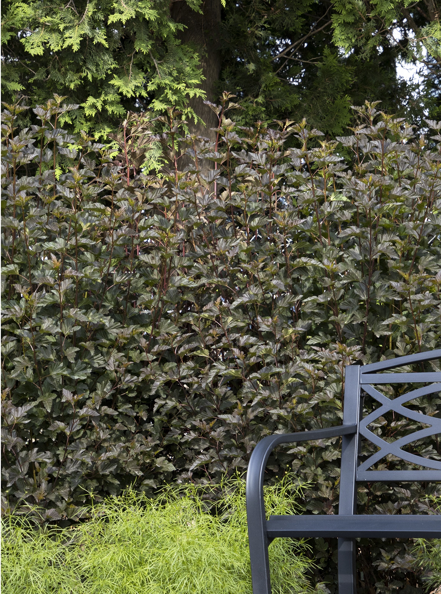 Monrovia Petite Plum Ninebark - Thumbnail 3
