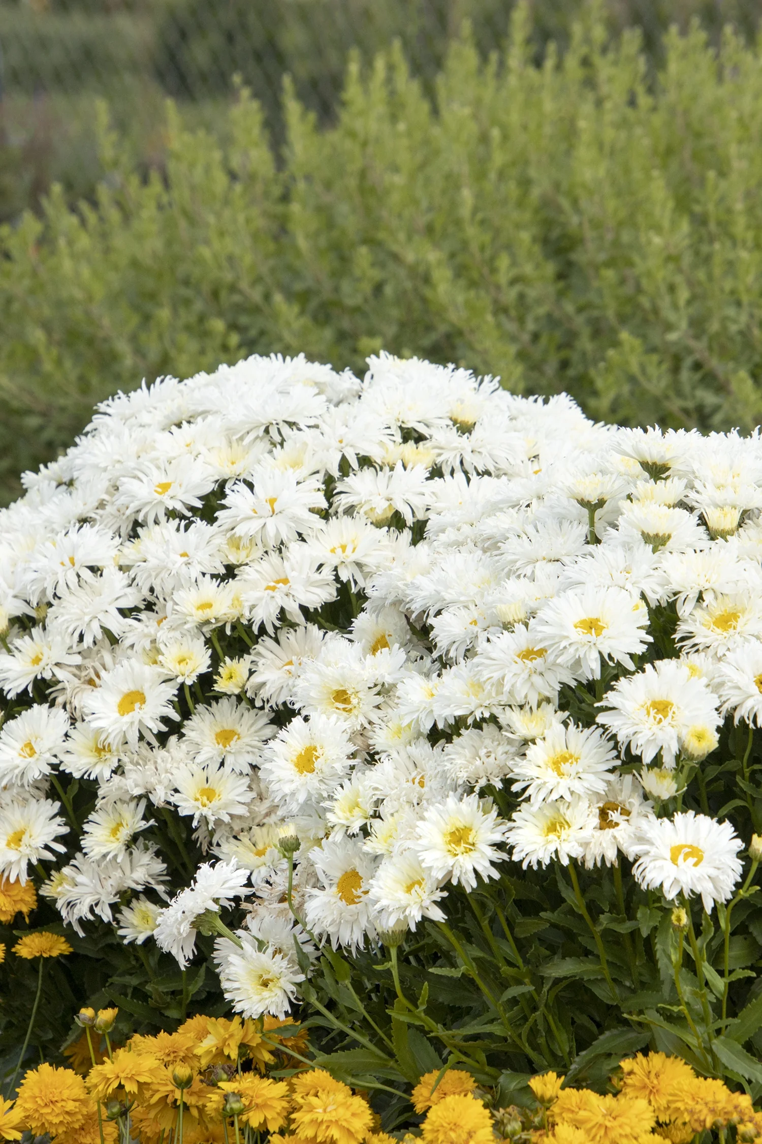 King's Crown™ Shasta Daisy (Leucanthemum hybrid 'TNLEUKC') displays a dense mound of fully double white flowers with yellow centers, photographed in a mixed border planting showing mature bloom stage and landscape presence.