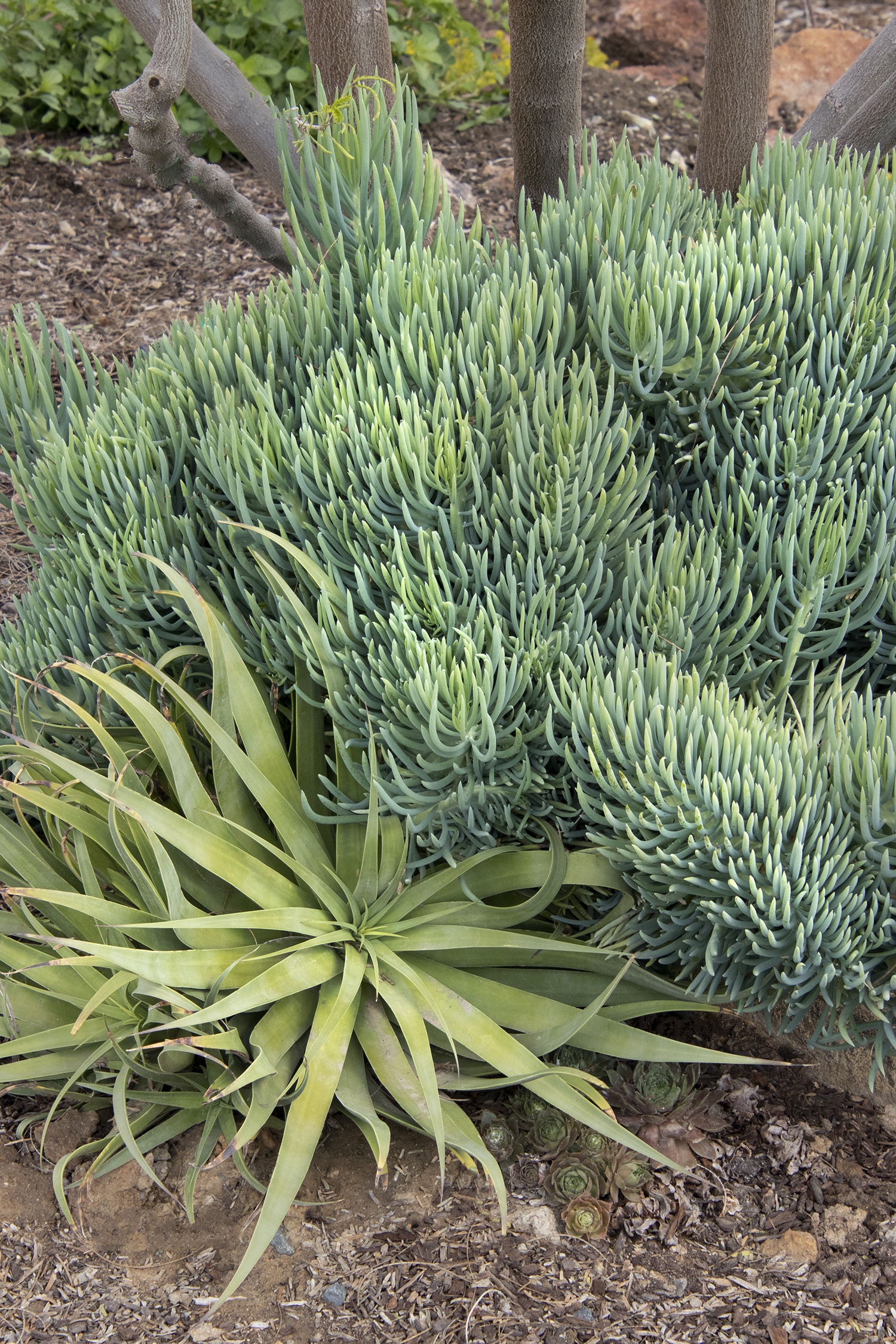 Serpents Blue Chalk Fingers, Senecio vitalis 'Serpents', Monrovia Plant