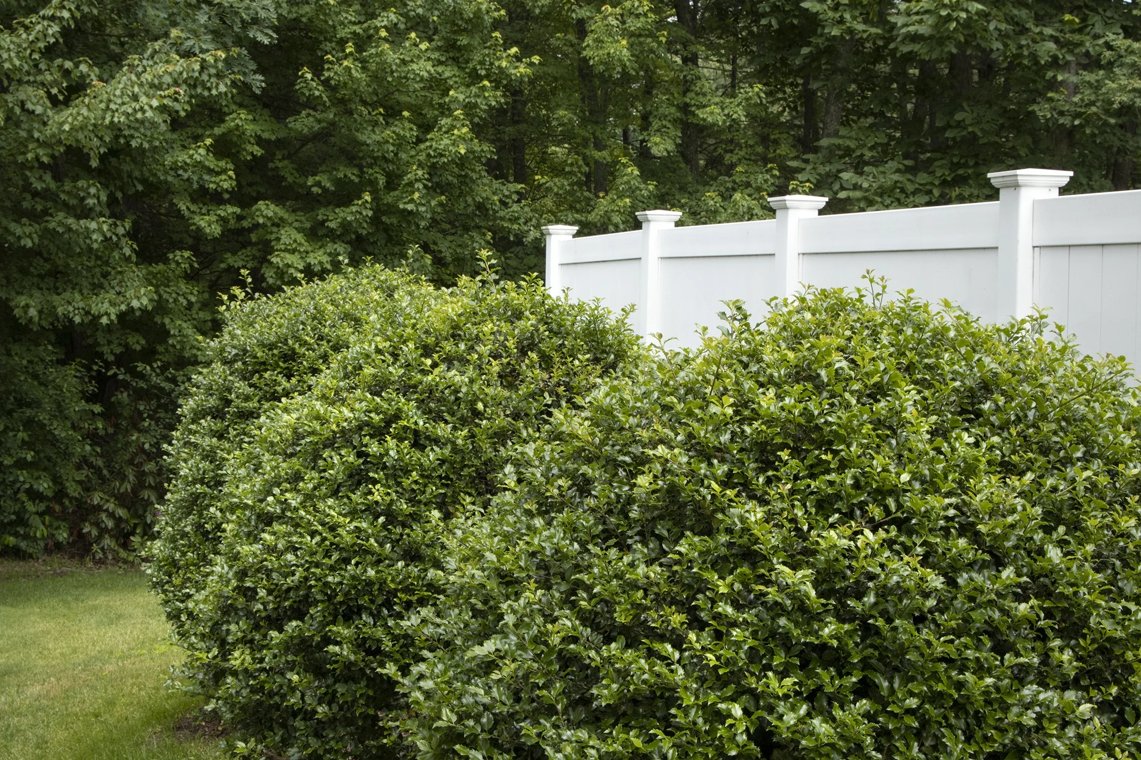 Blue Girl Holly (Ilex x meserveae 'Blue Girl') hedge displaying dense, glossy dark green foliage in a residential landscape setting against a white vinyl fence, showing mature height and width for screening purposes.