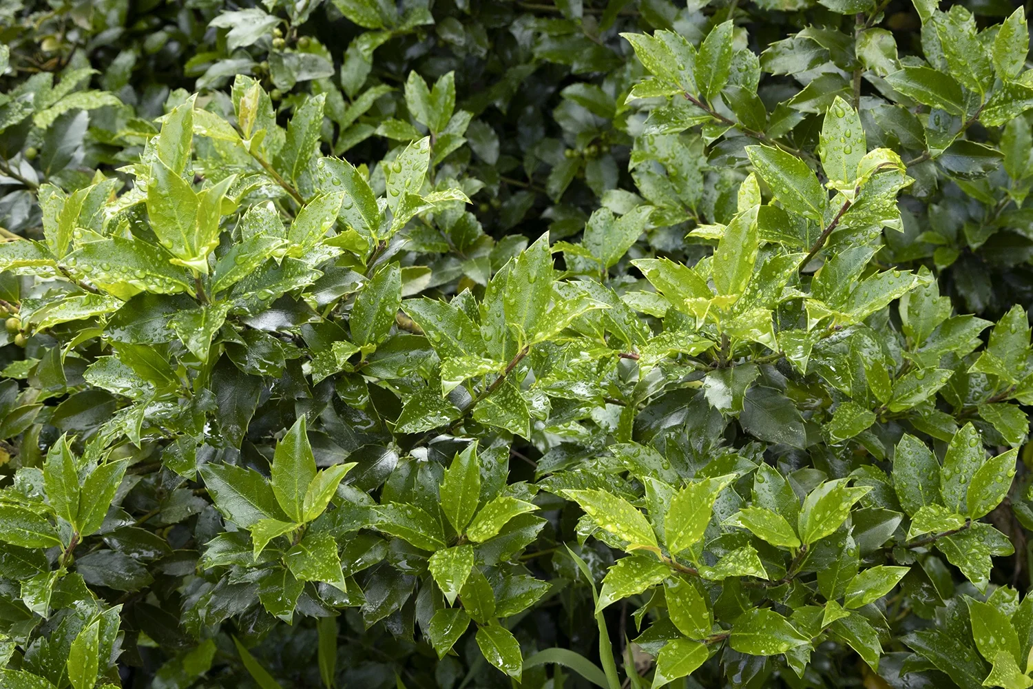 Close-up of Blue Girl Holly foliage showing dense, glossy dark green leaves with serrated edges and water droplets, demonstrating the evergreen shrub's compact, healthy growth habit.