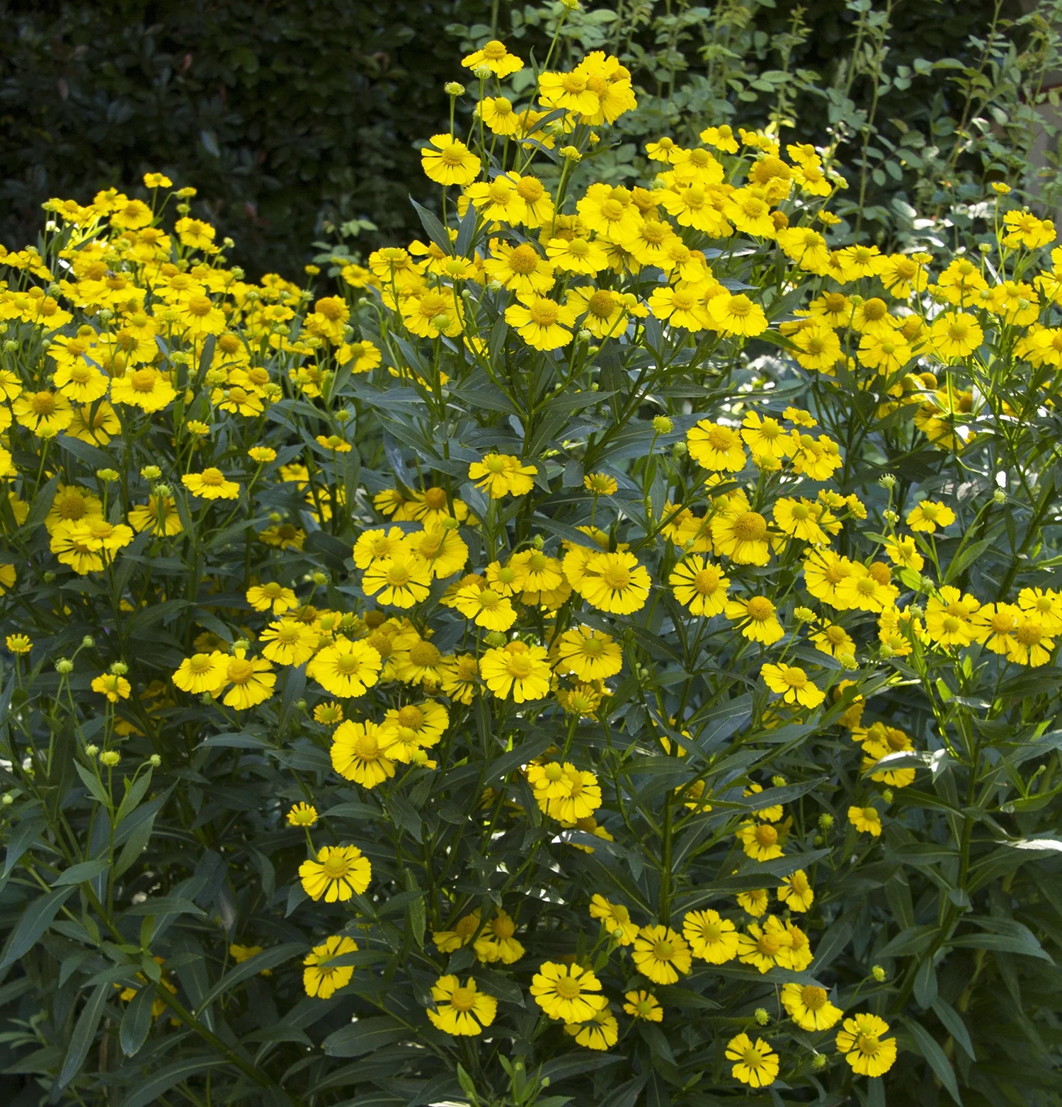 Helenium Mariachi™ Sombrero in full bloom, displaying masses of bright yellow daisy-like flowers with dark centers and narrow green foliage. Wide garden view showing mature plant density and flowering abundance for landscape impact.